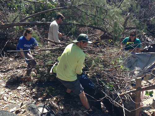 forest waste